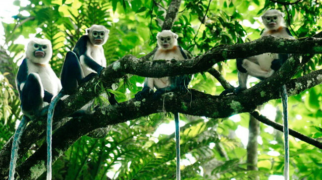 National Parks in Vietnam 1